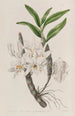 Dendrobium med guldgule blomster - Sydenham Edwards — visning af kunstværket