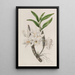 Dendrobium med guldgule blomster - Sydenham Edwards — indrammet kunstværk på væggen
