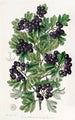 Aubépine noire à feuilles velues - Sydenham Edwards — visning af kunstværket