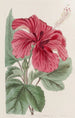 Hibiscus cameronifulgens - Sydenham Edwards — visning af kunstværket