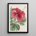 Hibiscus cameronifulgens - Sydenham Edwards — indrammet kunstværk på væggen