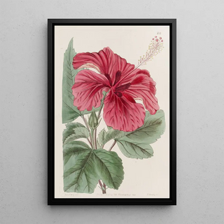 Sydenham Edwards - Hibiscus Cameronifulgens.webp