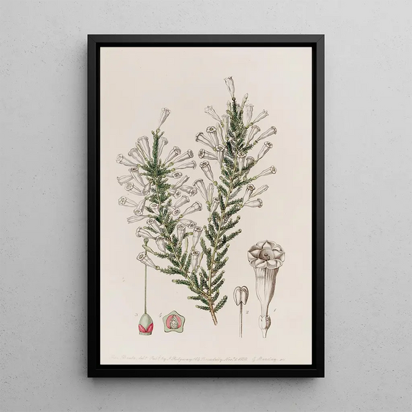 Sydenham Edwards - Imbricated Fabiana.webp