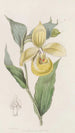 Sabot de Vénus irapéan eller blomster pelikan - Sydenham Edwards — visning af kunstværket