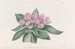 Tradescantia iridescente - Sydenham Edwards — visning af kunstværket