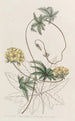 Stigmaphyllon à feuilles de Jatropha - Sydenham Edwards — visning af kunstværket