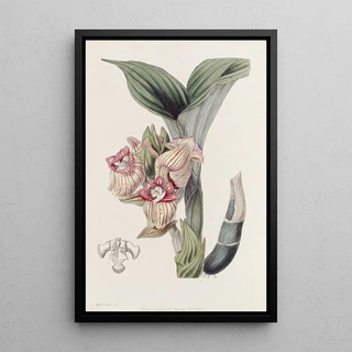 Sydenham Edwards - Javanese Acanthophippium.webp