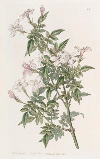 Sydenham Edwards - Kindred Jasmine.webp