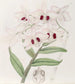 Lady Dalhousie - Sydenham Edwards Dendrobium Maleri — visning af kunstværket