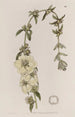Heimia à grandes fleurs - Sydenham Edwards — visning af kunstværket