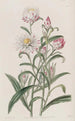 Hélichrysum à grandes fleurs - Sydenham Edwards — visning af kunstværket
