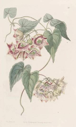 Sydenham Edwards - Largeflowered Philibertia.webp