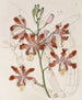 Variété med store blomster af Trompette Schomburgkia - Sydenham Edwards — visning af kunstværket