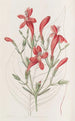 Ruellia à grandes feuilles - Sydenham Edwards — visning af kunstværket