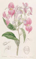 Balsamine à grandes lèvres - Sydenham Edwards — visning af kunstværket