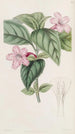 Ruellia à fleurs lilas - Sydenham Edwards — visning af kunstværket