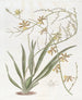Oncidium noble - Sydenham Edwards — visning af kunstværket