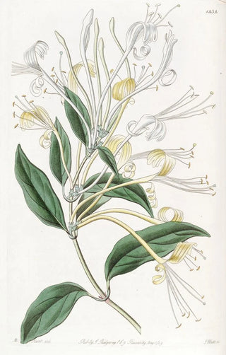 Sydenham Edwards - Longflowered Honeysuckle.webp