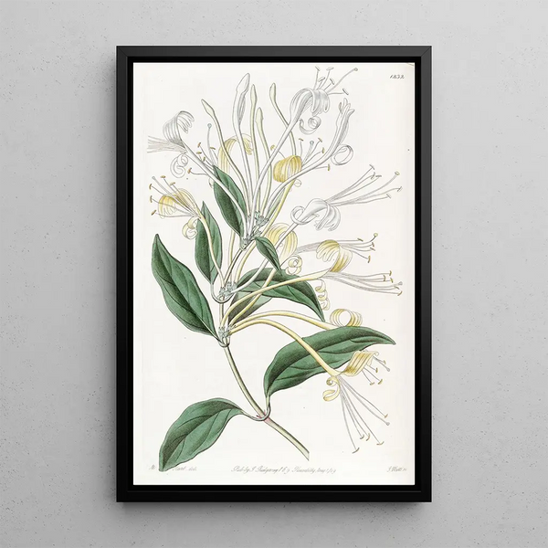 Sydenham Edwards - Longflowered Honeysuckle.webp