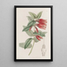 Macleania à longues fleurs - Sydenham Edwards — indrammet kunstværk på væggen