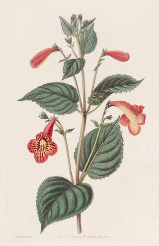 Sydenham Edwards - Longstalked Achimenes.webp