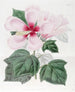 Hibiscus des marais - Sydenham Edwards — visning af kunstværket