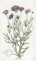 Gilia à feuilles de millefeuille - Sydenham Edwards — visning af kunstværket