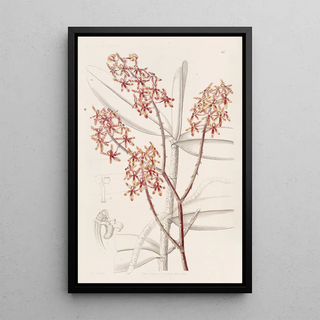 Sydenham Edwards - Morning Renanthera.webp