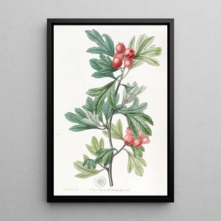 Sydenham Edwards - Morocco Hawthorn.webp