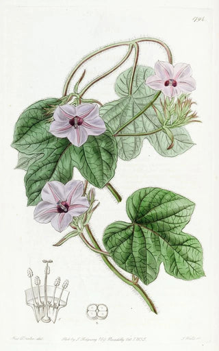 Sydenham Edwards - Mr Aitons Ipomaea.webp