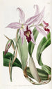 Laelia anceps-varieté af M. Barker - Sydenham Edwards — visning af kunstværket