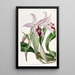Laelia anceps-varieté af M. Barker - Sydenham Edwards — indrammet kunstværk på væggen
