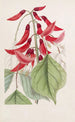 Erythrina af M. Bidwill - Sydenham Edwards — visning af kunstværket