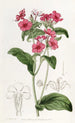 Phlox af M. Drummond - Sydenham Edwards — visning af kunstværket