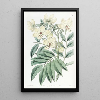 Sydenham Edwards - Mr Herberts Cassia.webp