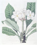 Plumeria af M. Lambert - Sydenham Edwards — visning af kunstværket