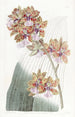 Oncidium-maleri af M. Lance - Sydenham Edwards — visning af kunstværket