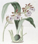 M. Mackay's Eulophia - Sydenham Edwards — visning af kunstværket