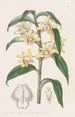 Dendrobium-maleri af M. Rucker - Sydenham Edwards — visning af kunstværket