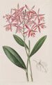 Epidendrum af M. Schomburgk - Sydenham Edwards — visning af kunstværket