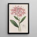 Epidendrum af M. Schomburgk - Sydenham Edwards — indrammet kunstværk på væggen