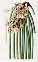 Maxillaria de M. Steels - Sydenham Edwards — visning af kunstværket