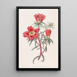 Sydenham Edwards - Mr Thellusons Purslane.webp