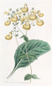 Calceolaria af M. W. Herbert - Sydenham Edwards — visning af kunstværket