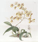 Oncidium af fru Arnold Harrison - Sydenham Edwards — visning af kunstværket
