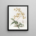 Oncidium af fru Arnold Harrison - Sydenham Edwards — indrammet kunstværk på væggen