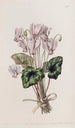 Cyclamen napolitain - Sydenham Edwards — visning af kunstværket
