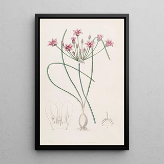 Sydenham Edwards - Nerineleaved Caloscord.webp