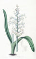 Lachenalia à fleurs bleu pâle - Sydenham Edwards — visning af kunstværket