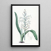 Lachenalia à fleurs bleu pâle - Sydenham Edwards — indrammet kunstværk på væggen